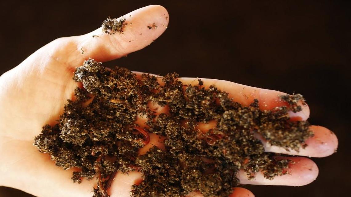 Rhonda Sherman, an extension specialist at N.C. State University, holds a handful of worms from a worm bin in her two-acre Compost Learning Lab at the Lake Wheeler Road Field Laboratory on Thursday, Oct. 13, 2016. Vermicomposting is a process that relies on earthworms and microorganisms to help stabilize active organic materials and convert them to a valuable soil amendment and source of plant nutrients.
