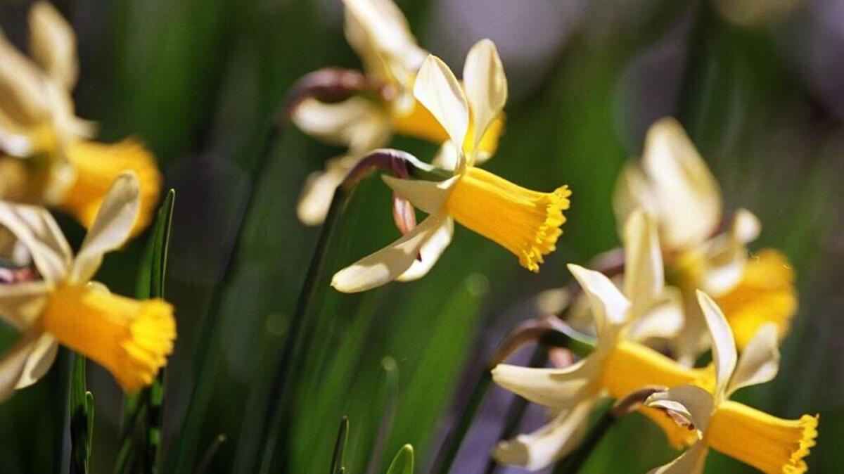 Putting down an application of fertilizer in mid-winter is an easy task to prepare your daffodils to bloom in the spring.
