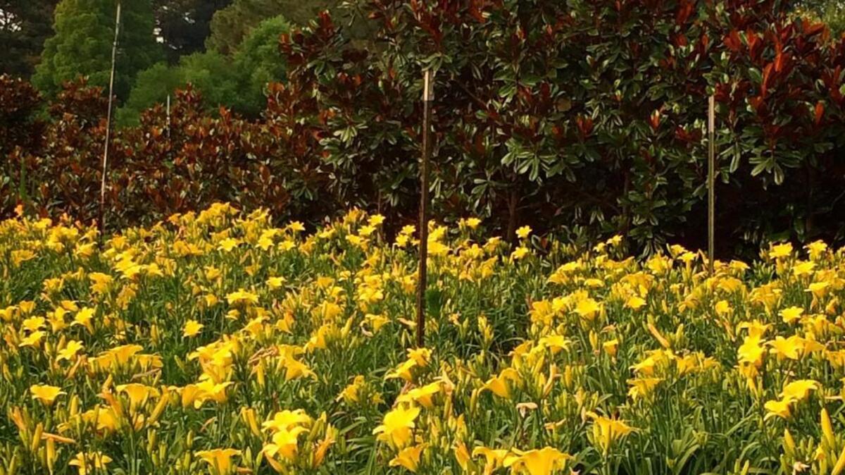 JC Raulston Arboretum in Raleigh is hosting a field trip to Lakeview Daylily Farm on June 8.