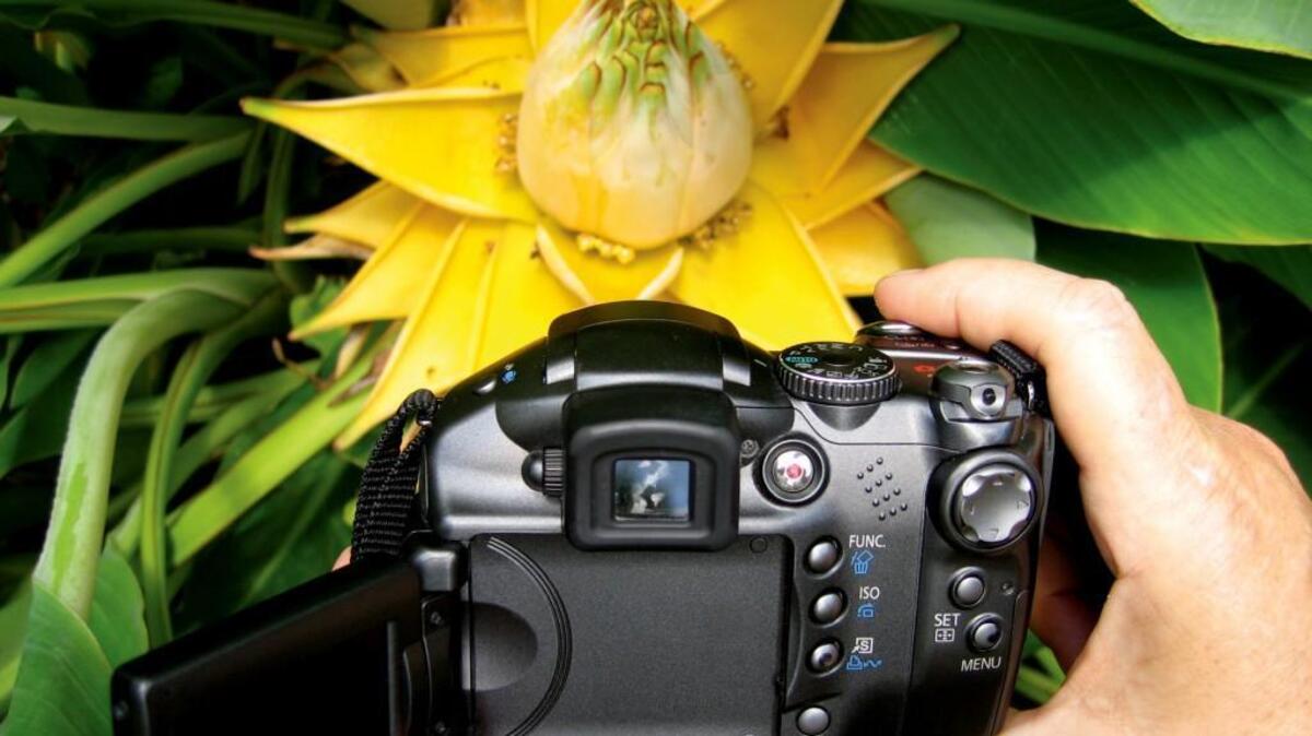 Take a digital photography class at Duke Gardens.
