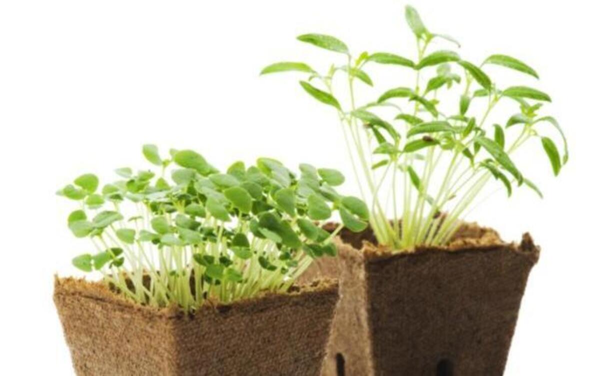 Carrboro Farmers’ Market is hosting a kids seedling giveaway on April 30.