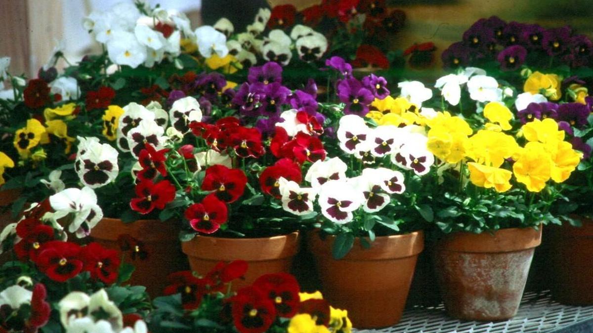 
Pansies come in a huge range of light to dark colors and are well-suited for growing in pots and other container.
