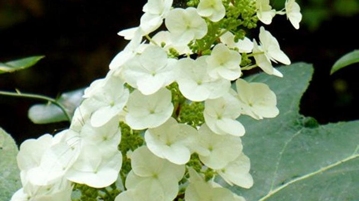 This beautiful oak-leaf hydrangea shows how the bloom develops, opening from bottom to top.