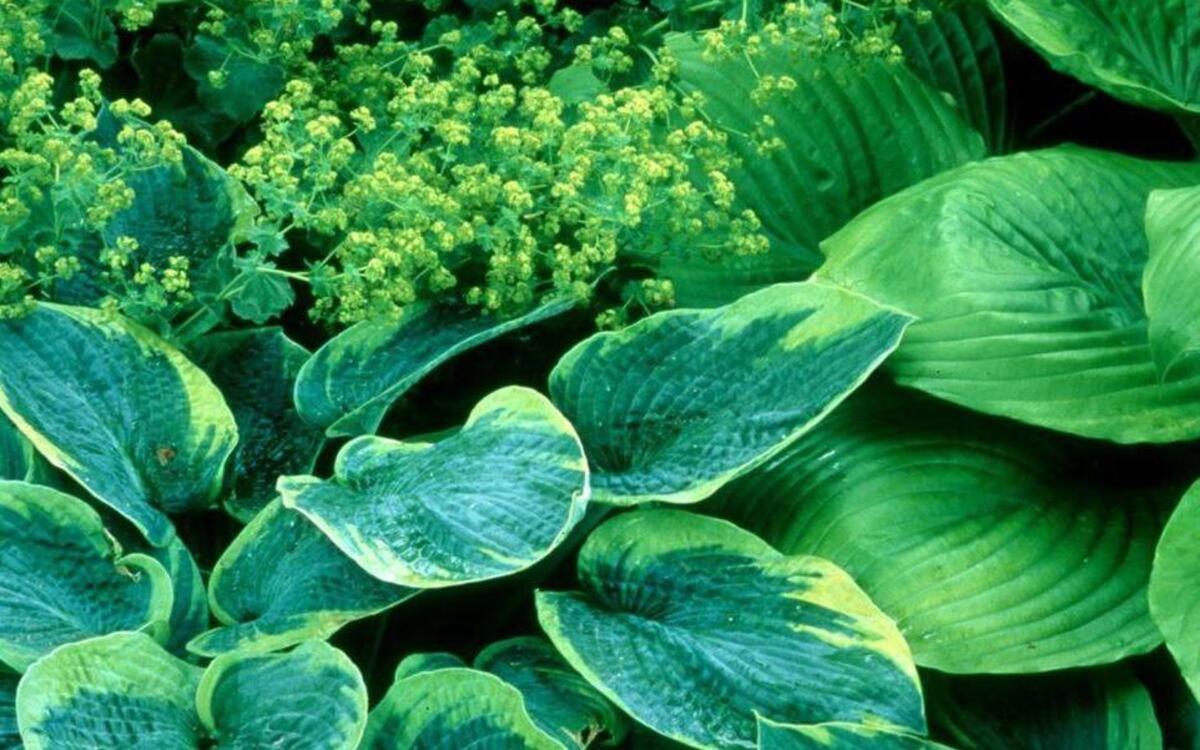 
The hosta is in the lily family and has the common name of Plantain Lily. Though mainly green, they bring a wealth of other colors and textures to the landscape.
