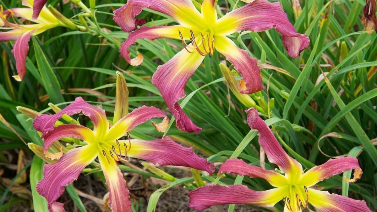 Understanding daylily codes can help you choose the right daylily cultivar for a particular garden scheme. The Yabba Dabba Do daylily is pictured here.