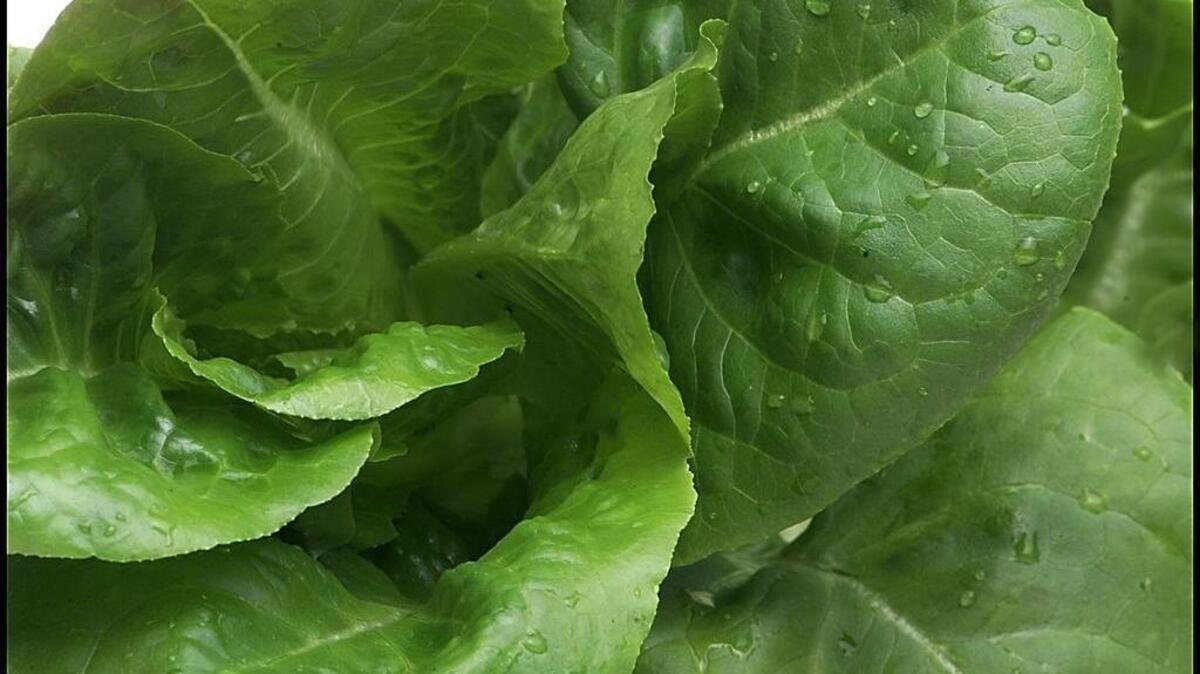 Leaf lettuce is easy to grow from seeds or young plants that prosper in cool air and soil of early spring.