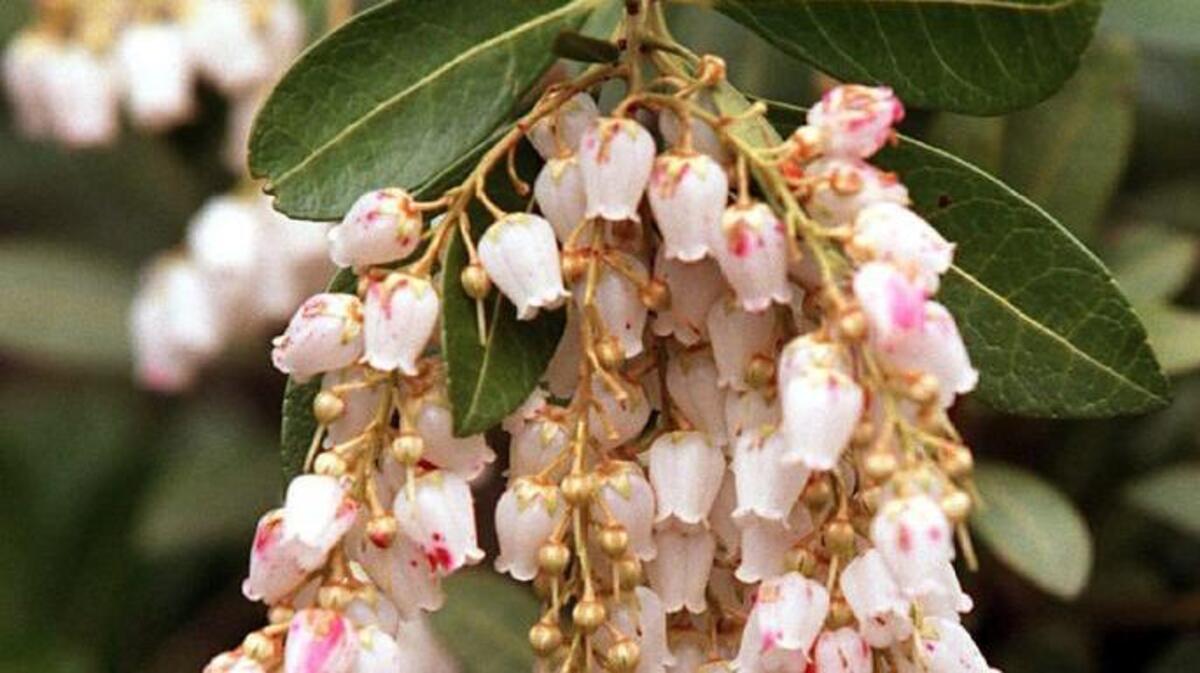A beautiful pieris in full bloom in early April.