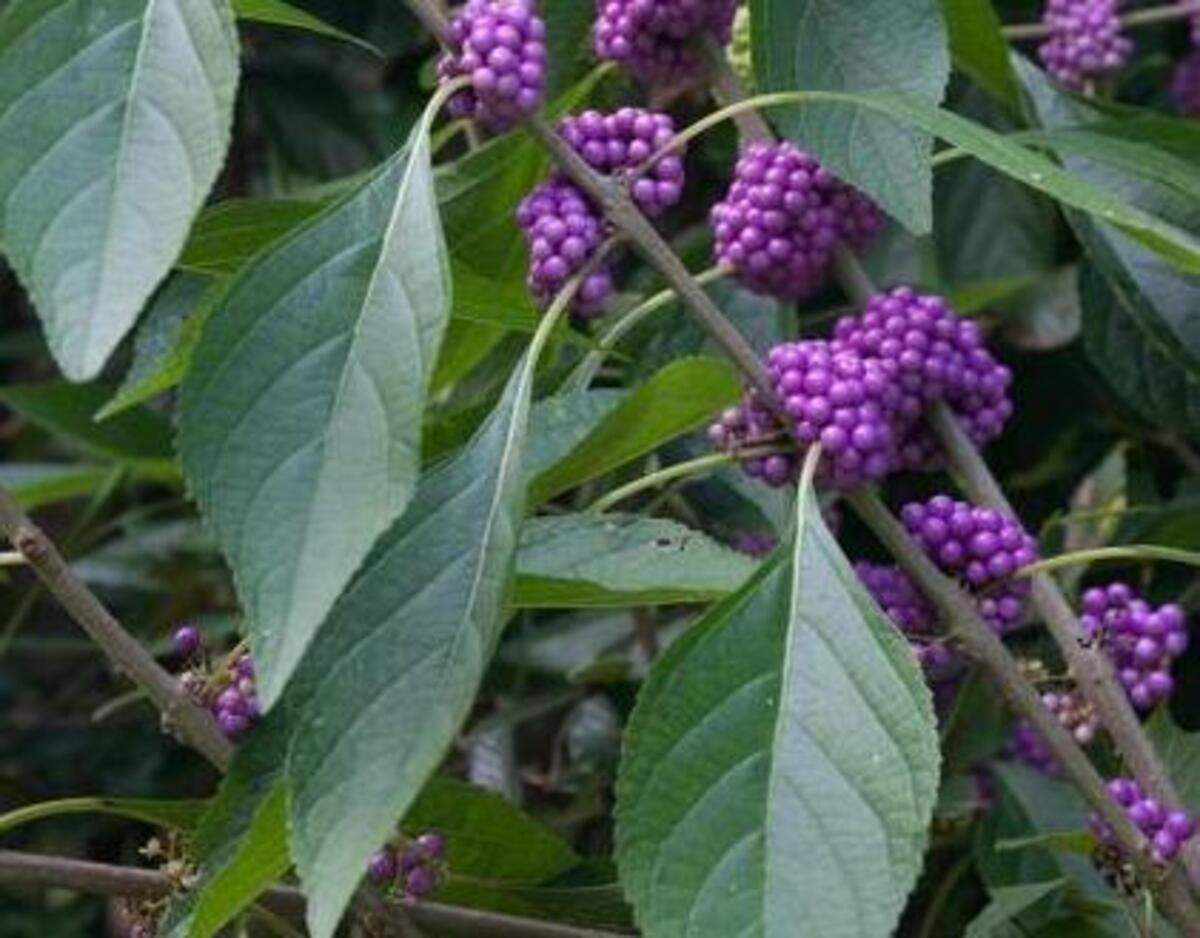 
American beautyberry is a plant that can not only survive but thrive in areas where soggy soil is common.
