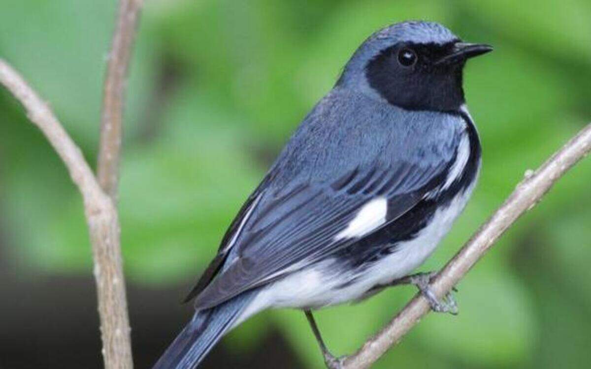 
The Black-throated Blue Warbler, which breeds in the N.C. mountains, is a common victim of window collisions.
