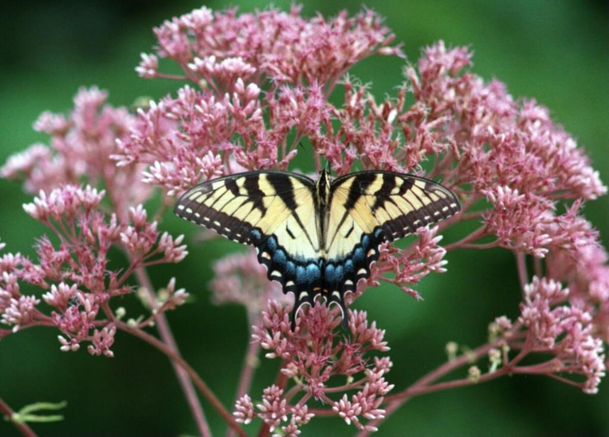A tiger swallowtail butterfly rests on a colorful and fragrant Joe Pye weed plant in Cary. Joe Pye weed is native to North Carolina.