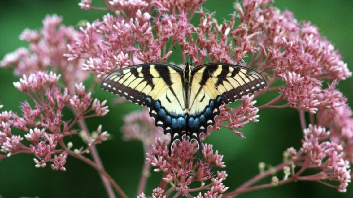 Raleigh is one of the most romantic cities around, especially in spring