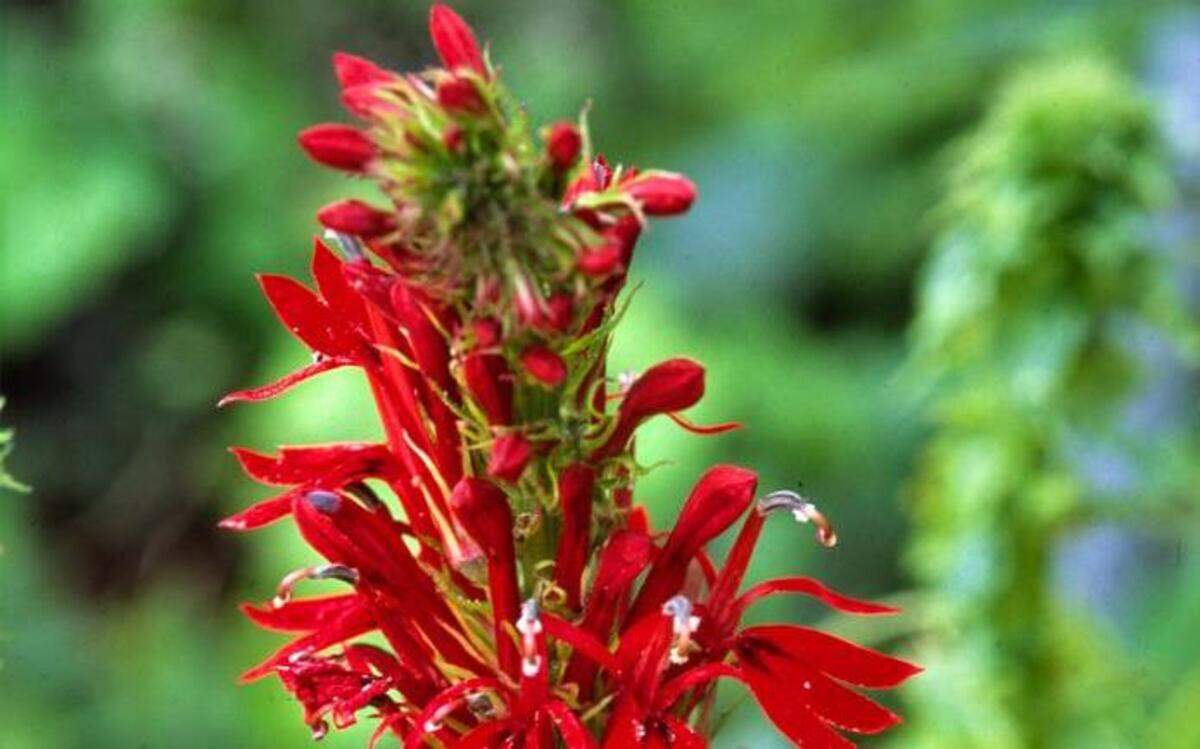 
Distinctive red spikes of cardinal flower appear in shady areas in August
