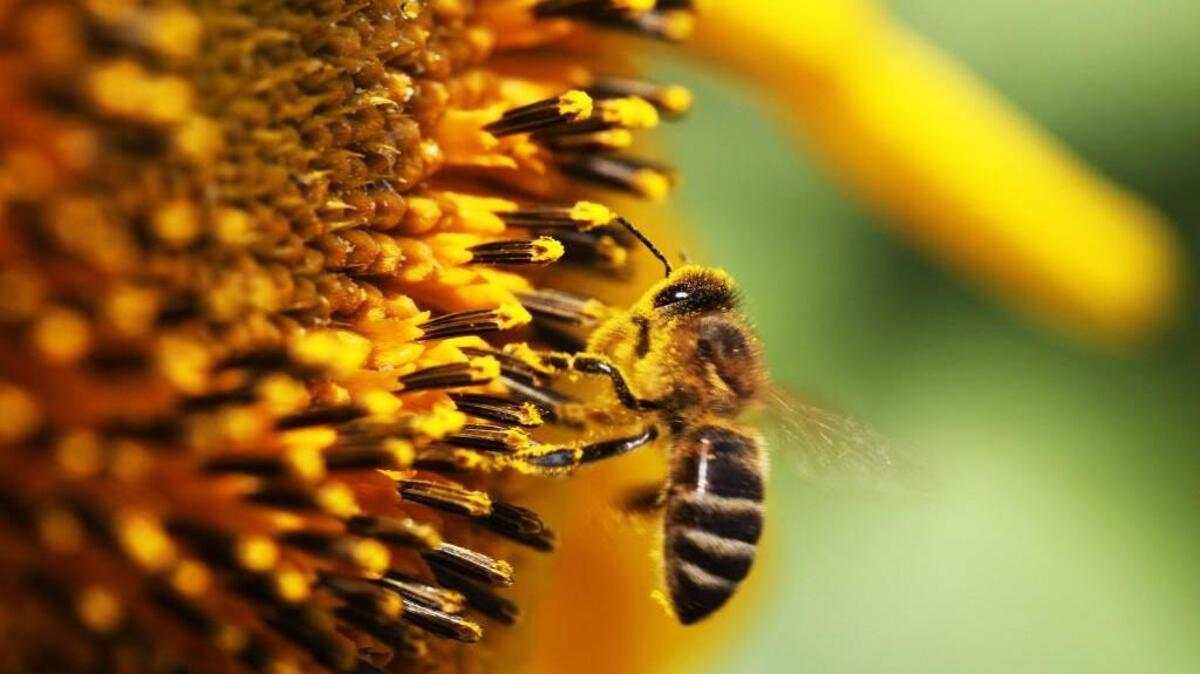 Simple Gifts Community Garden in Apex will hold a free “Pollinator-Friendly Plant Swap” on Earth Day, April 22.