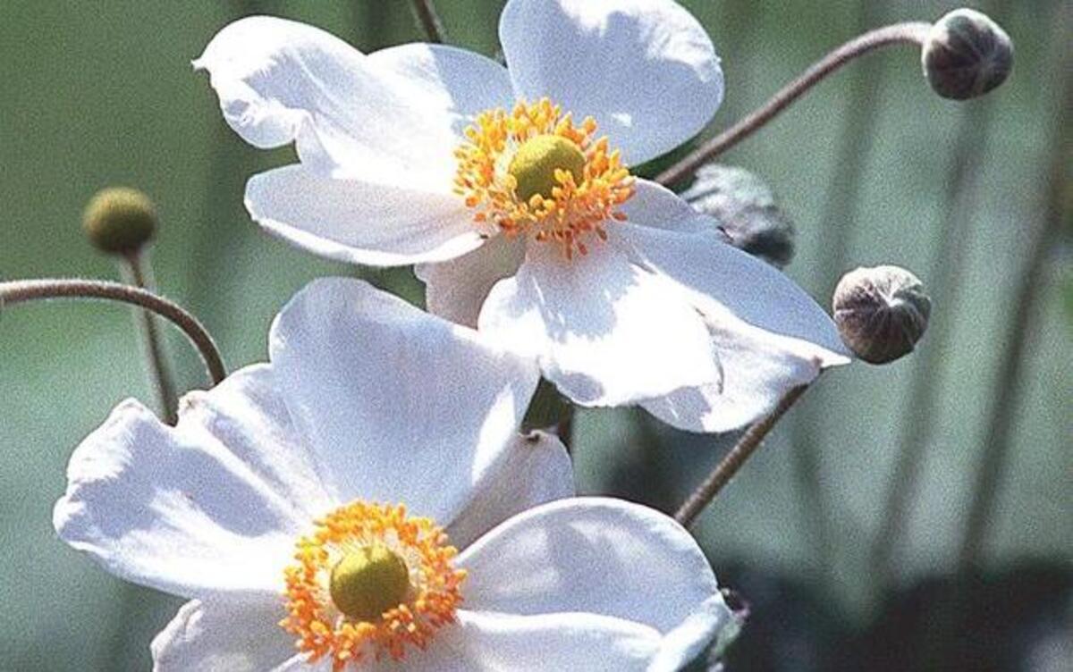 
Japanese anemones come in white, pale pink and rose. This is the variety Honorine Jobert.
