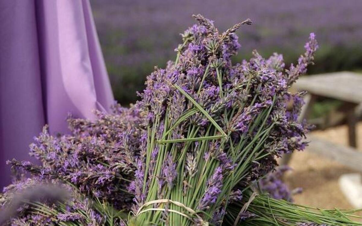 Experts from Sunshine Lavender Farm in Hurdle Mills conduct a lavender clinic at the Hillsborough Farmers Market on March 25. Lavender is deer and rabbit resistant and loves sunshine.