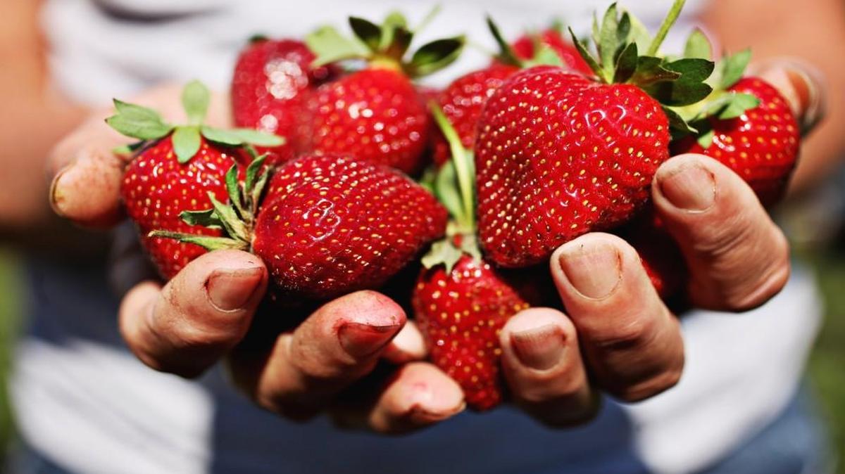 Farmer Karma Lee of Buckwheat Farm holds strawberries fresh off the vine at her Apex farm on Monday, May 16, 2016.