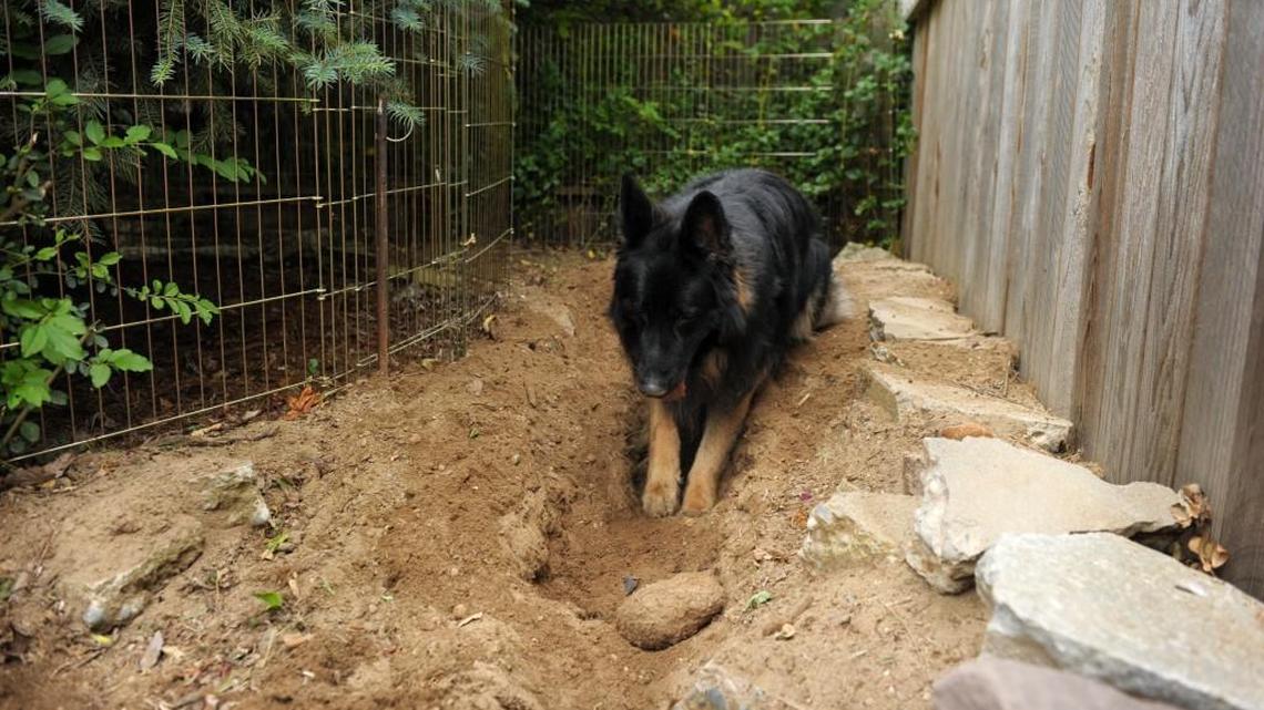 Do you have a digger? Help your dog be a good boy in your yard and garden