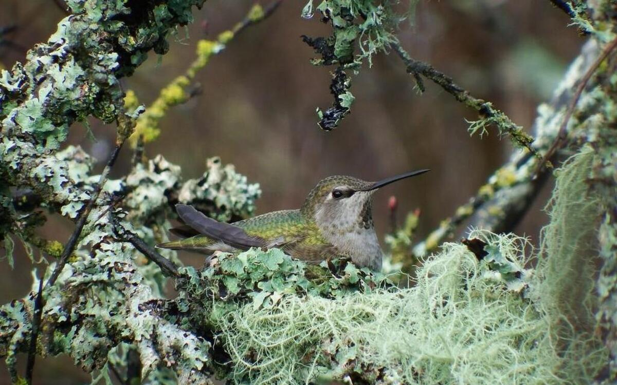 A nesting Anna's hummingbird.