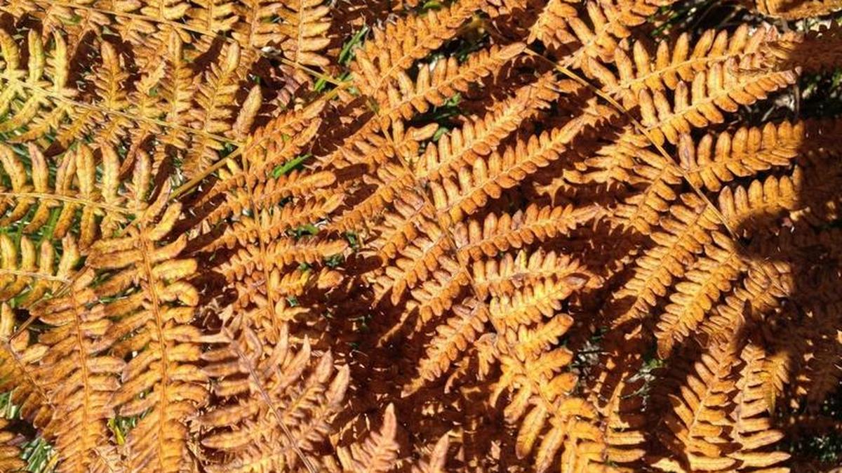 Some ferns possess the asset of colorful fall foliage, another bonus for these worthwhile plants