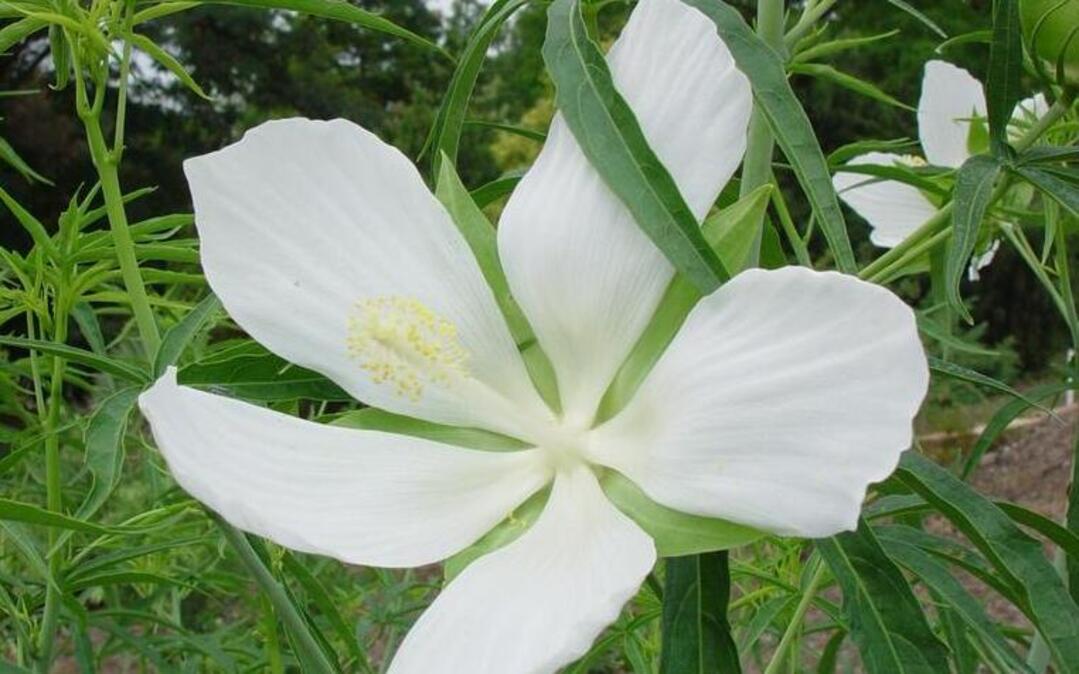 White mallow