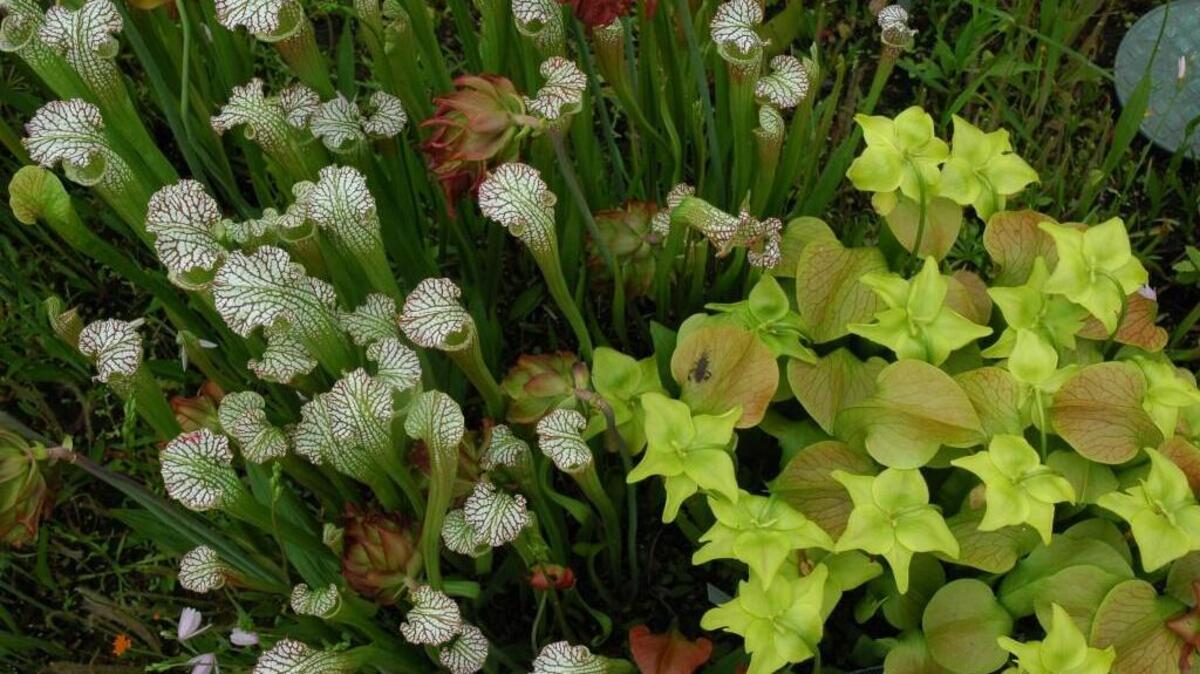 The N.C. Botanical Garden is hosting a free garden walk at 10 a.m March 19. It will include a visit to the Carnivorous Plant Collection, including these pitcher plants (shown at left.)