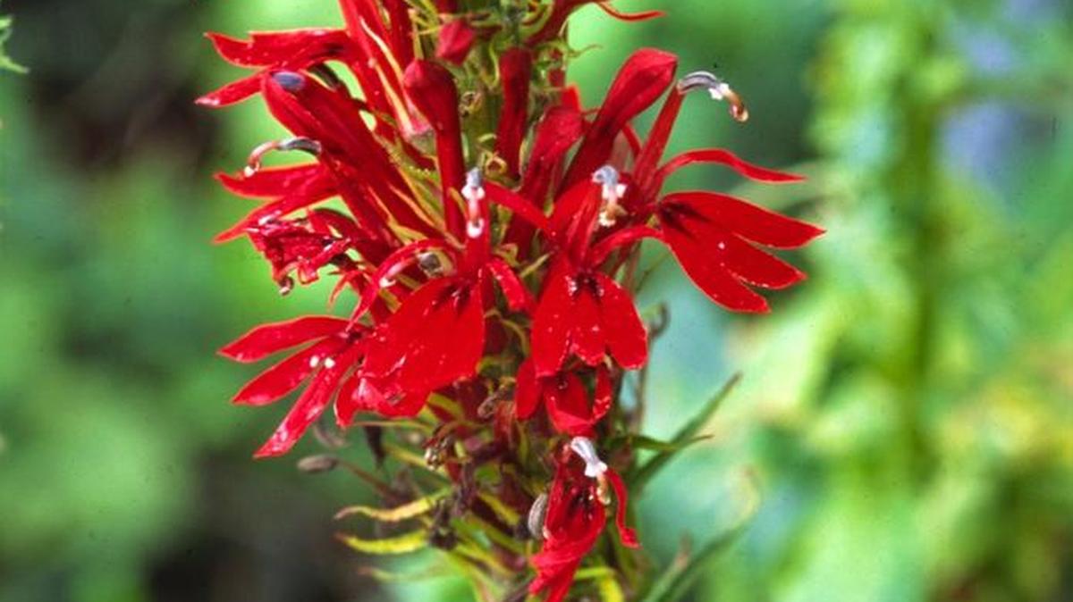 Cardinal flower is a surprising beauty for late summer and easy to grow