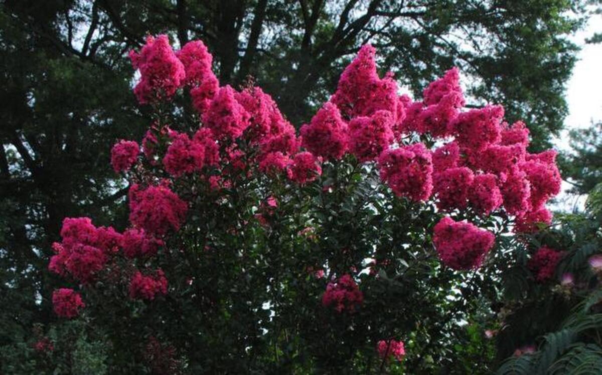 ‘Pink Velour’ crepe myrtle trees would work well outside townhouses.