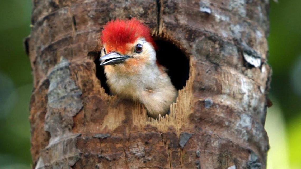 Boasting a crown of bright feathers, a Red-bellied woodpecker peers out of the porthole-style opening it made over several days. The staccato sounds of beaks at work signify breeding season for the birds.