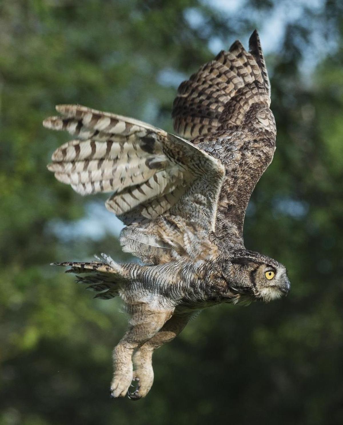 A half-dozen types of owls make their home in North Carolina, including the great horned owl, a large raptor.