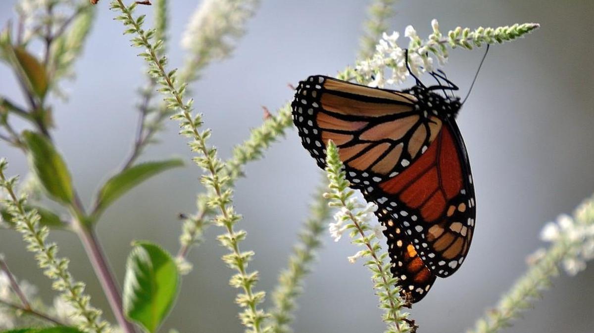 Monarch butterflies are attracted to the fragrant spikes of flowers produced by the sweet almond verbena.