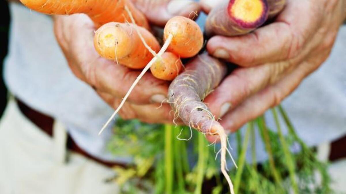 
Gerald Adams holds carrots from the demo garden at Campbell Road Nursery in Raleigh on August 6, 2015. Carrots are one of the cool season plants in his fall and winter garden.
