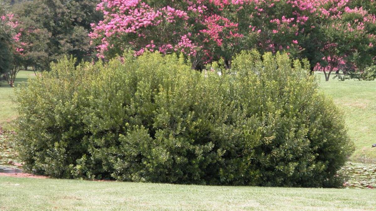 
Southern waxmyrtle (Myrica cerifera) will form a dense, tough hedge for sun or part shade.

