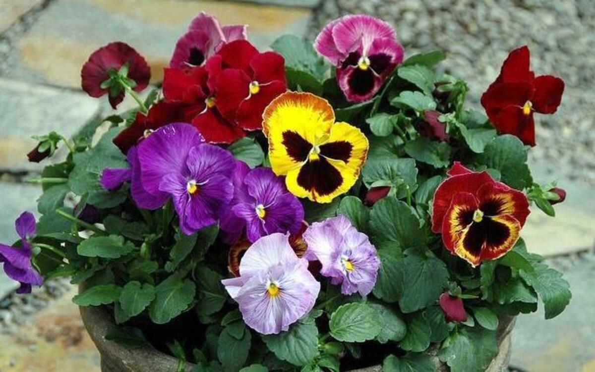 This beautiful pot of pansies would be enhanced by a selection of tulips to bloom in spring.