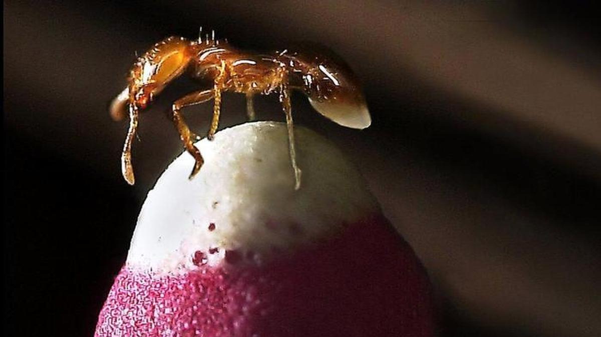 A fire ant tops a match in a studio photo.