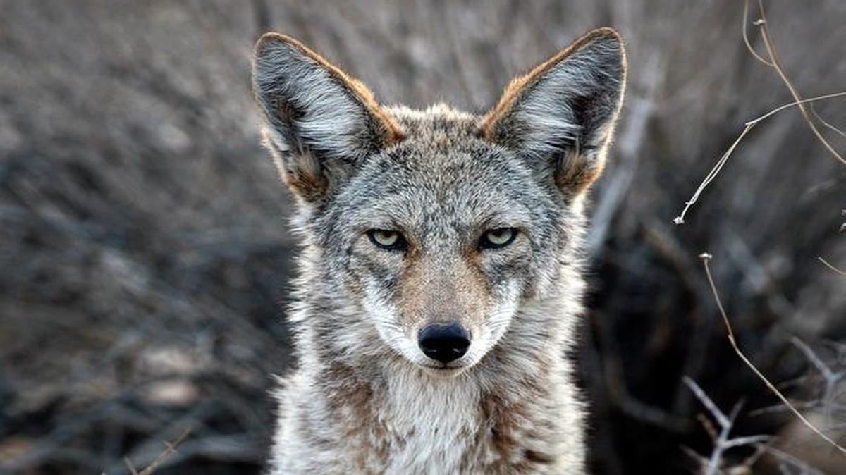 More than 1,000 coyotes are roaming within or near the borders of Wake County, although specific numbers are difficult to come by since coyotes are shy, nocturnal animals that stay out of sight much of the time. Despite a negative reputation, coyotes are mostly harmless and keep mice, squirrel and other small mammal populations in check.