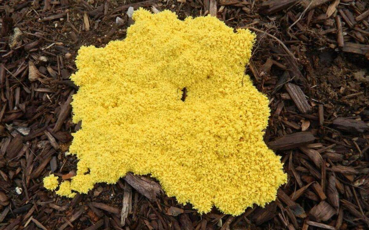 
Slime mold might look weirdly sinister, but it is harmless to gardeners and pets.
