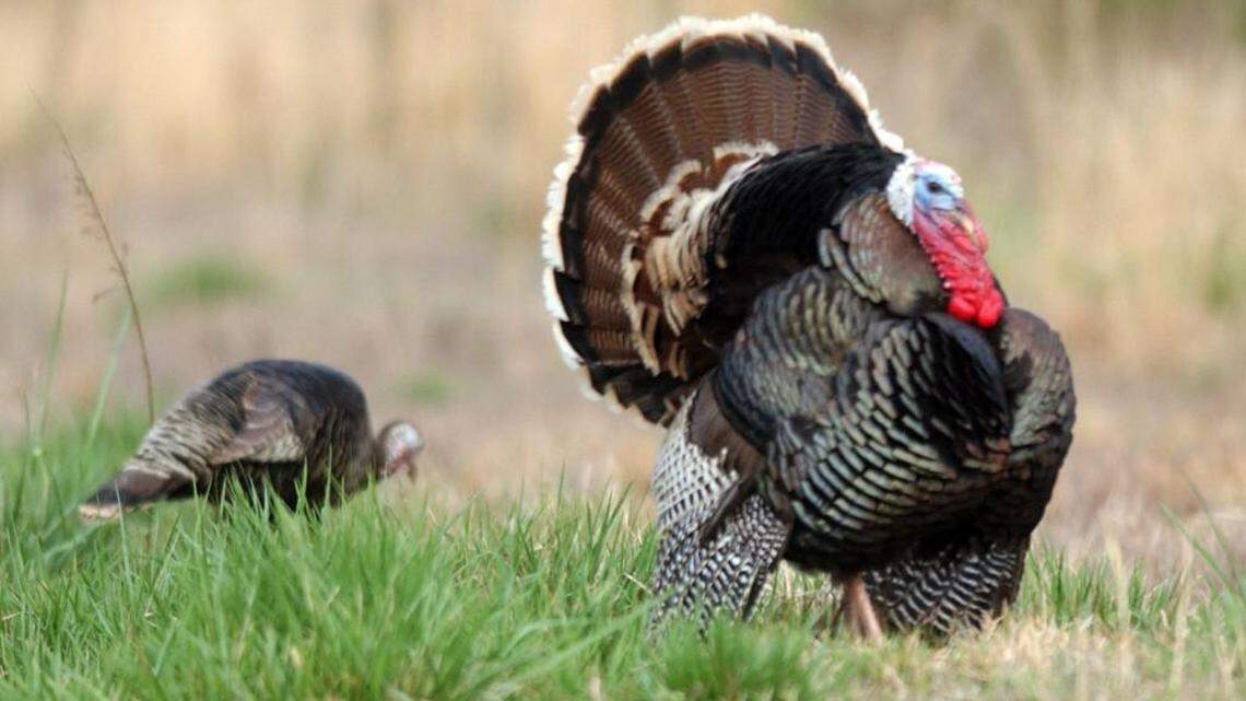 Wild turkeys graze by the side of Hwy. 87 N. of Pittsboro. With a wide wingspan, dramatic coloring and odd vocalizing, turkeys definitely stand out in a crowd.