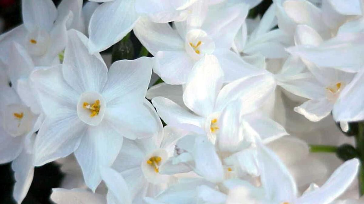 Paper-white narcissus bear lovely white or yellow flowers in wnter and are remarkably easy to grow. A cool setting will produce the best look.