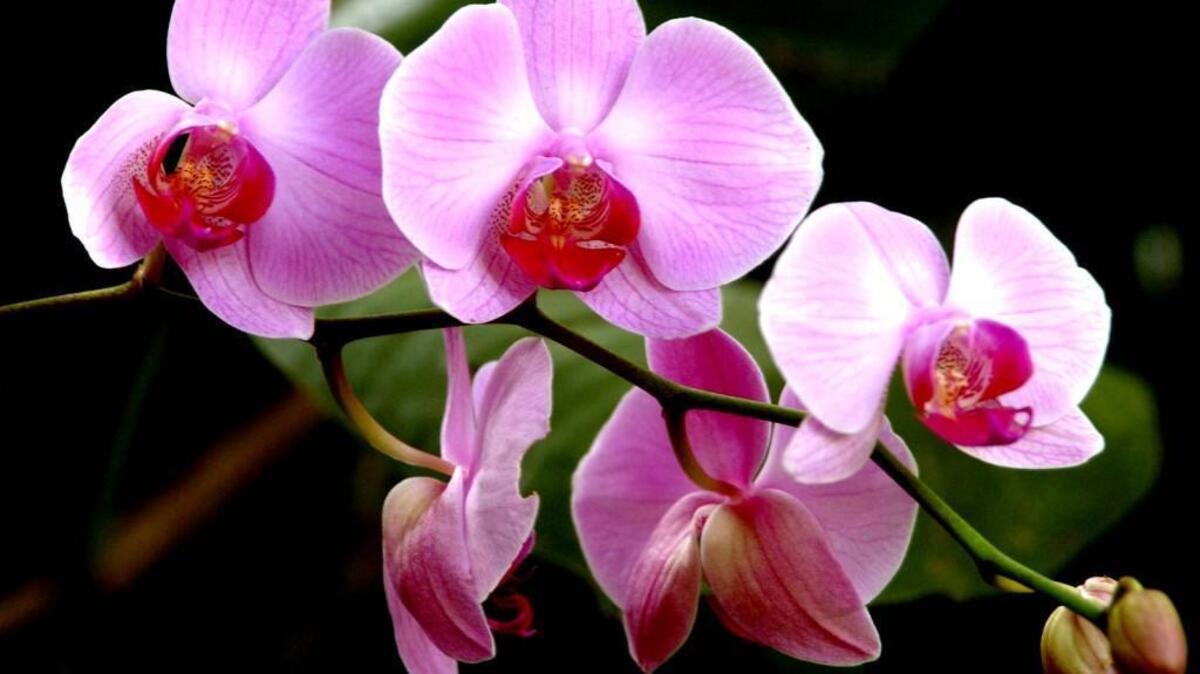 Atlantic Avenue Orchid & Garden is offering an orchid class on Oct. 24.