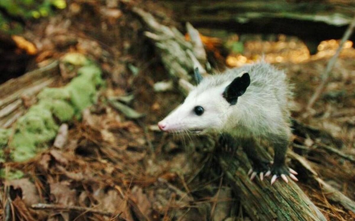 Opossums play an important role in the natural ecosystem because they eat dead and rotten things.