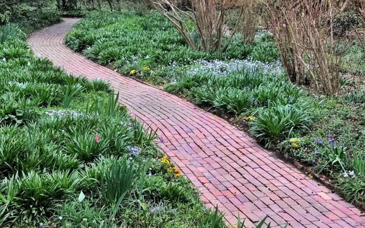 Front Garden (looking East) with thousands of Spanish hyacinths on the verge of blooming.