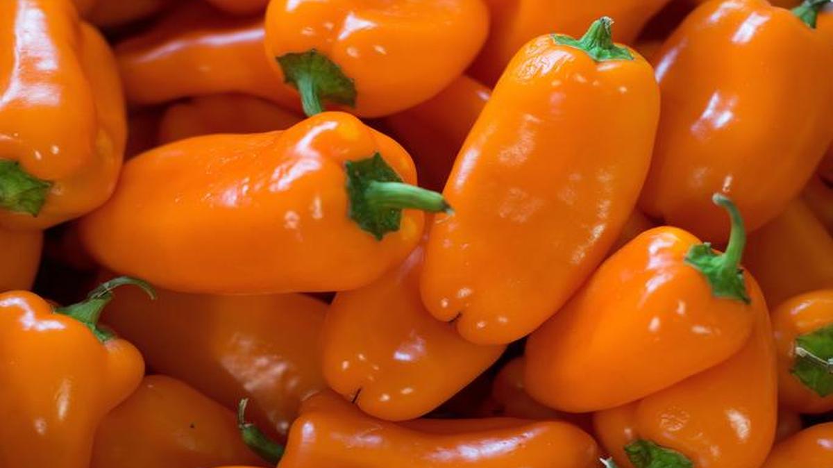 
Even when grown in the Southeast, habanero peppers can be mouth scorchers.
