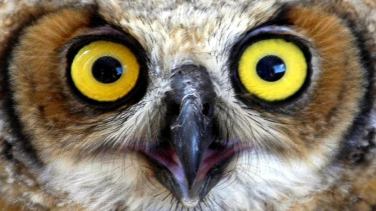 A half-dozen types of owls make their home in North Carolina, including the great horned owl, a large raptor.