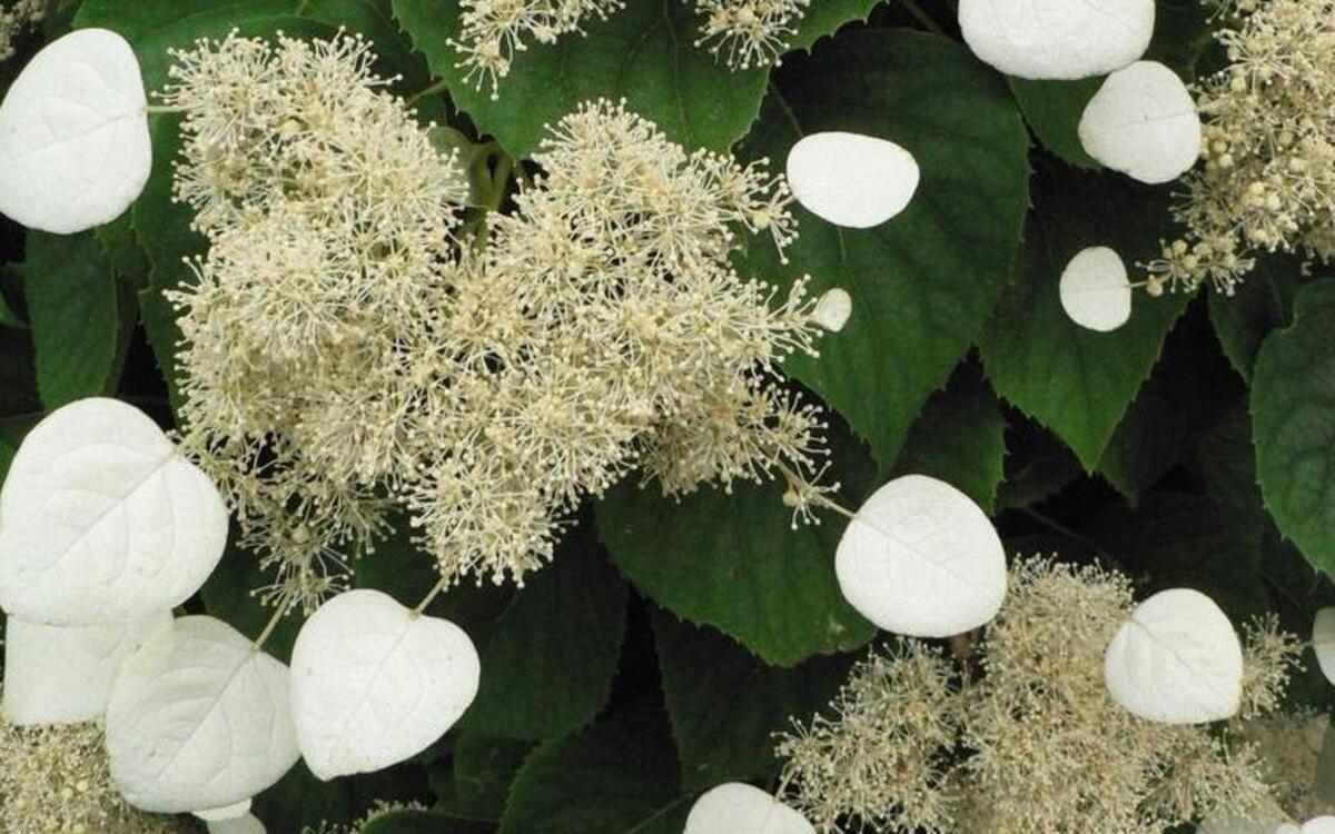 The Schizophragma hydrangeoides ‘Moonlight’is a lovely woody vine climbs structures with the help of rootlets along its stems.