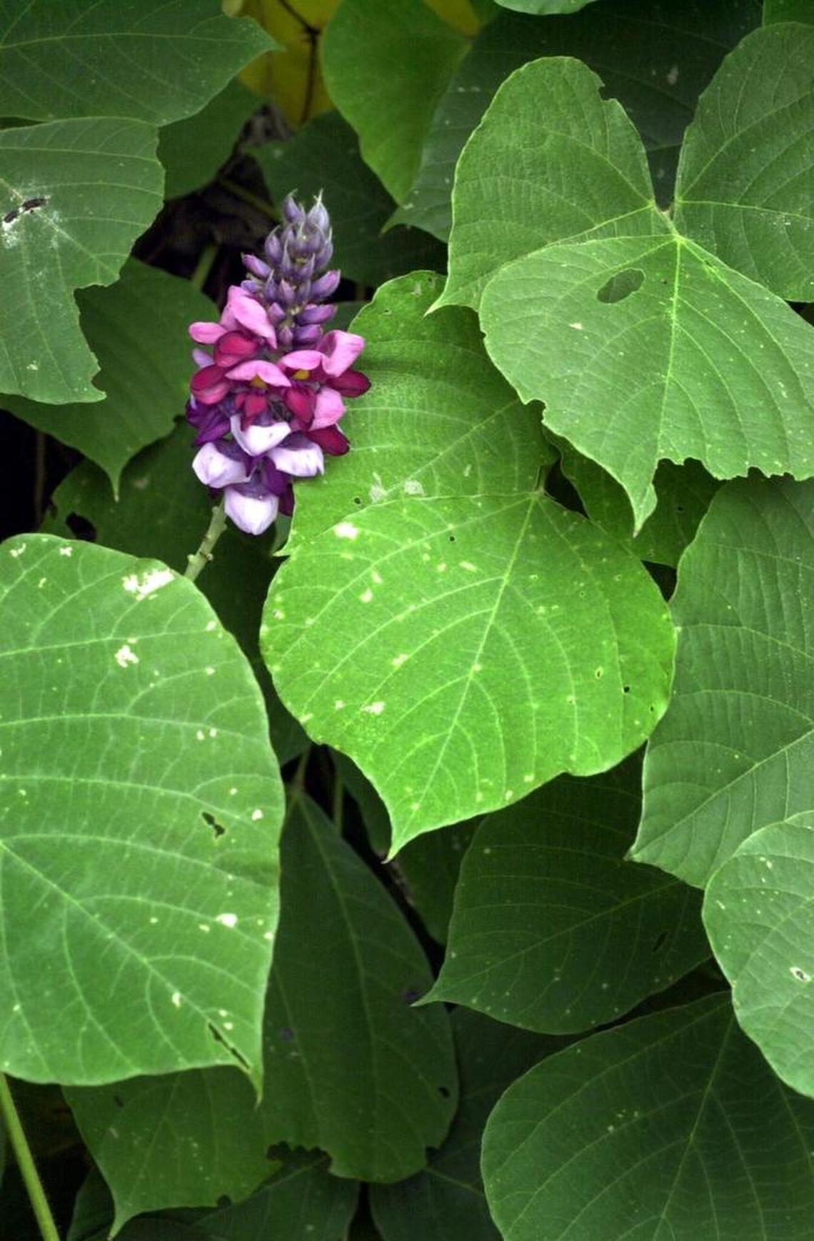Kudzu is one of the most common offenders on invasive plants. It can blanket entire areas, smothering whatever plant life was there before.