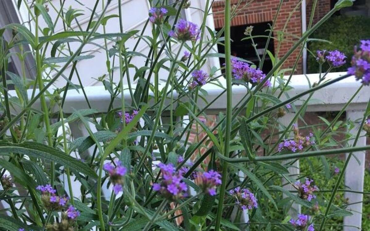 Brazilian verbena (Verbena bonariensis) is a low-care, drought-tolerant plant, but can be susceptible to powdery mildew, a common fungal problem here in the warm, humid southeast.