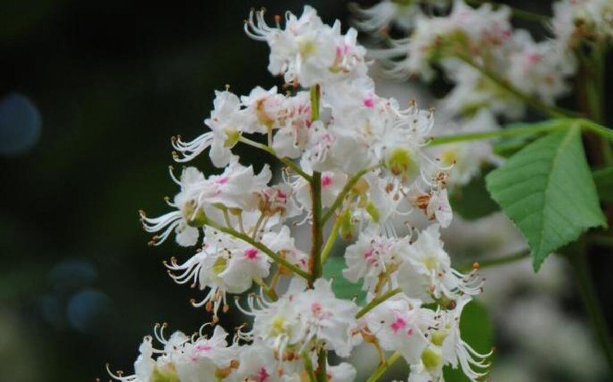 
Flowers on a European horsechestnut, Aesculus hippocastanum, a large growing tree wild in Albania, Bulgaria, Greece, and the states of what was formerly Yugoslavia. The genus Aesculus is found across North America, Europe, India, China and Japan. 
