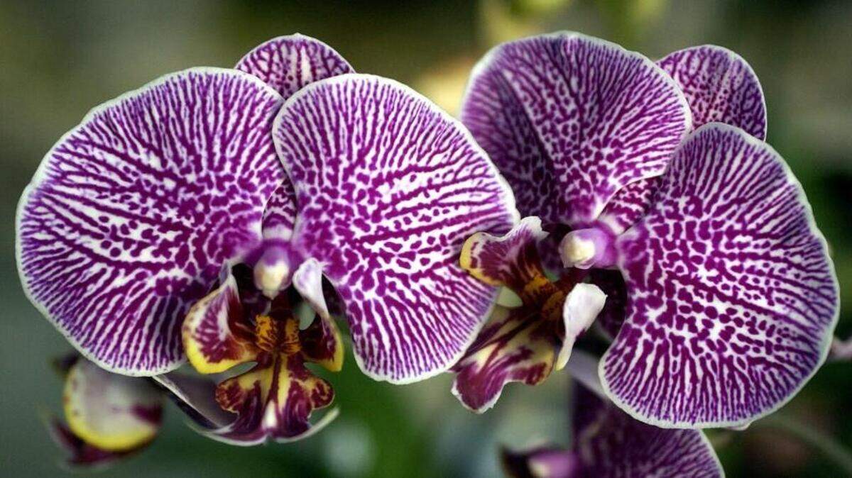 Atlantic Avenue Orchid & Garden in Raleigh is having an orchid open house on Jan. 30.