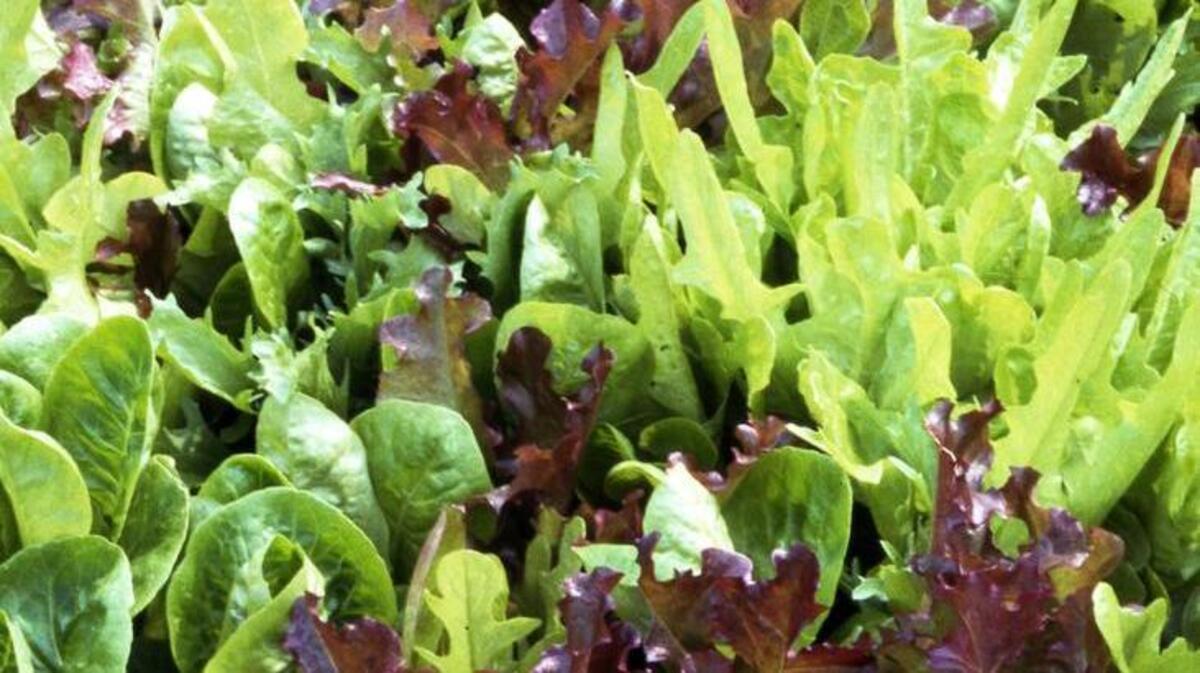 Combine various types of leaf lettuce in a bed or container for excellent, long-lasting results.