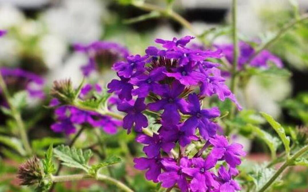 
Verbena can be used as a groundcover and is a great foolproof plant.
